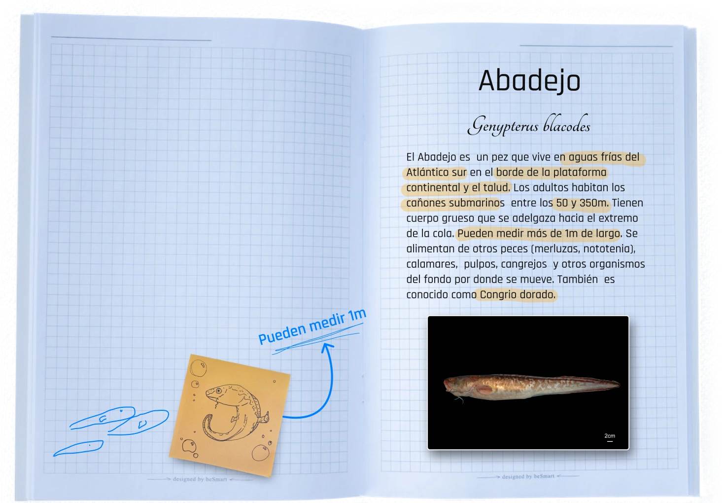 Carpeta Info Abadejo